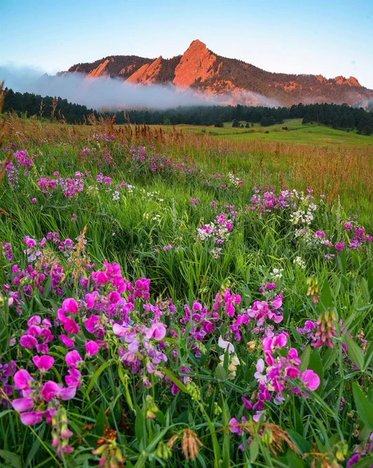 Colorful wildflowers in a meadow with the Flatirons and a low cloud of mist in the background