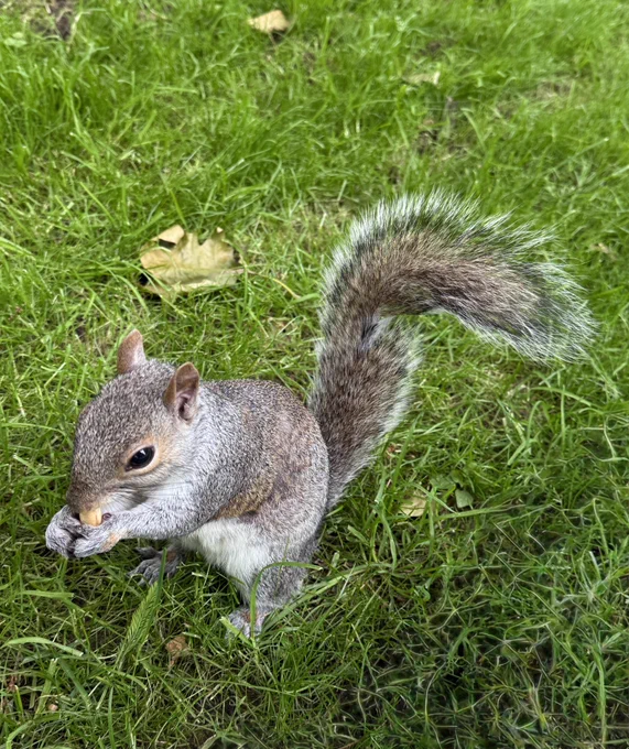 Ein Eichhörnchen ganz nah..