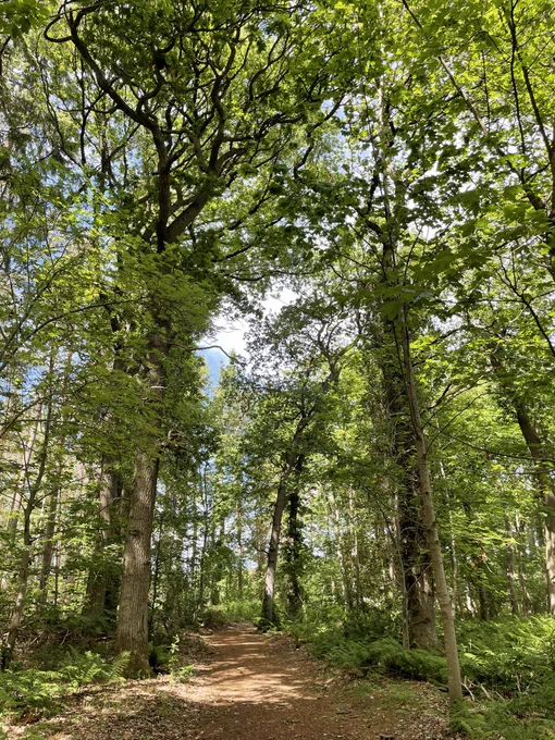 A meandering path of red is carpeted in pine needles weaves its way through mature trees with sunshine and shadows. A stunning blue sky peeks through the gaps in the trees.