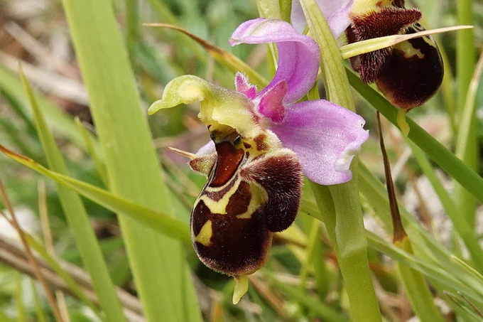 This plant shows the 'duck beak' column of Bee orchid, lip shape of Bee orchid but the short, pink triangular petals of Late Spider orchid. 