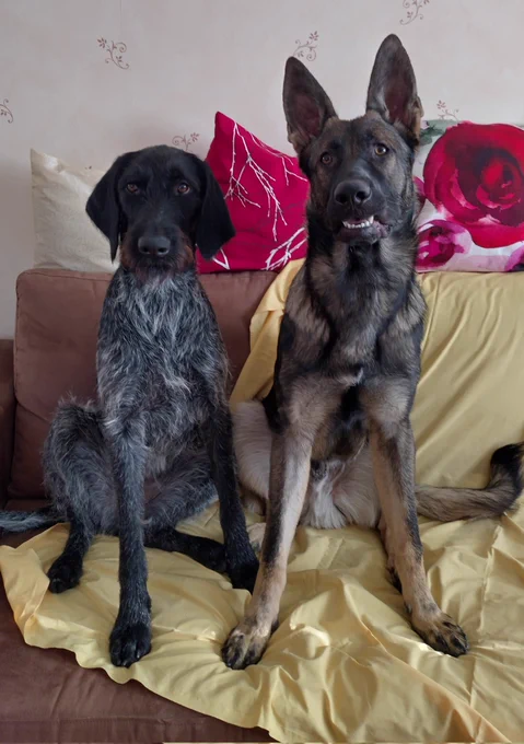 German Wirehaired Pointer and German Shepherd sitting on a sofa.
