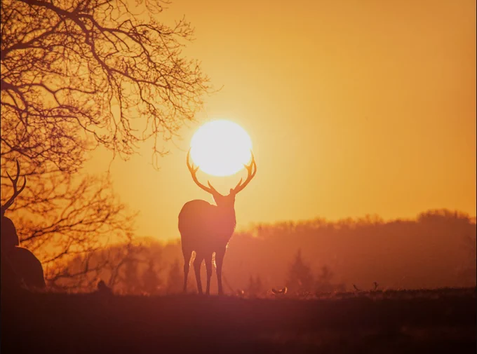 The winning photo by Diana Buzoianu. A stag stands silhouetted against the sky, with the sun seemingly held by its horns.