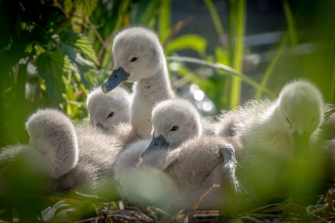 2nd place photo by Ben Turpin. A group of cygnets (baby swans) huddle together).