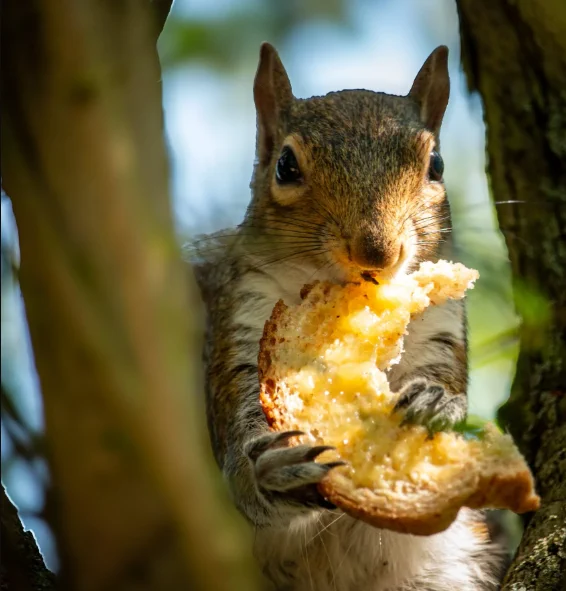 3rd place photo by Lauren Stone. A grey squirrel eats some bread.
