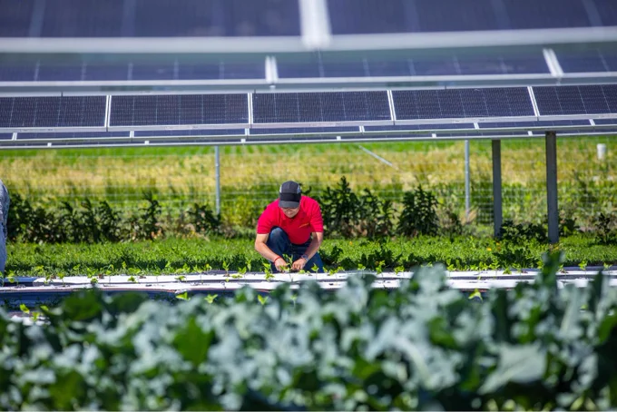 Ajay Nair crochet over a row of peppers, planting seedlings with solar panels in the background and other plants in the foreground.