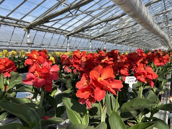 Rows of potted flowering plants, including red and yellow blooms, are displayed in the greenhouse.