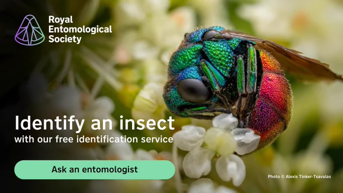 Advertising for the RES' free insect identification service, featuring a Cuckoo wasp Holopyga generosa curled up in a Wild carrot flower to hide from the rain (c) Alexis Tinker-Tsavalas, age 17 2024