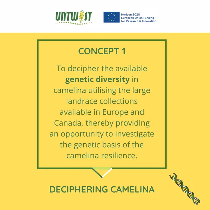 For us, it starts with Camelina sativa — a humble oilseed crop with big potential. It’s resilient, adaptable, and packed with secrets waiting to be uncovered.

Every day, our work begins with trying to understand this plant better — how it grows, how it reacts, and how it could perform under different conditions. Deciphering Camelina isn’t just about genetics or traits. It’s about asking the right questions.