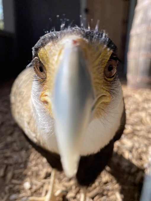 Closeup face photo of a crested Caracara named Tantrum, photo by Allison W. and taken at Cameron Park Zoo