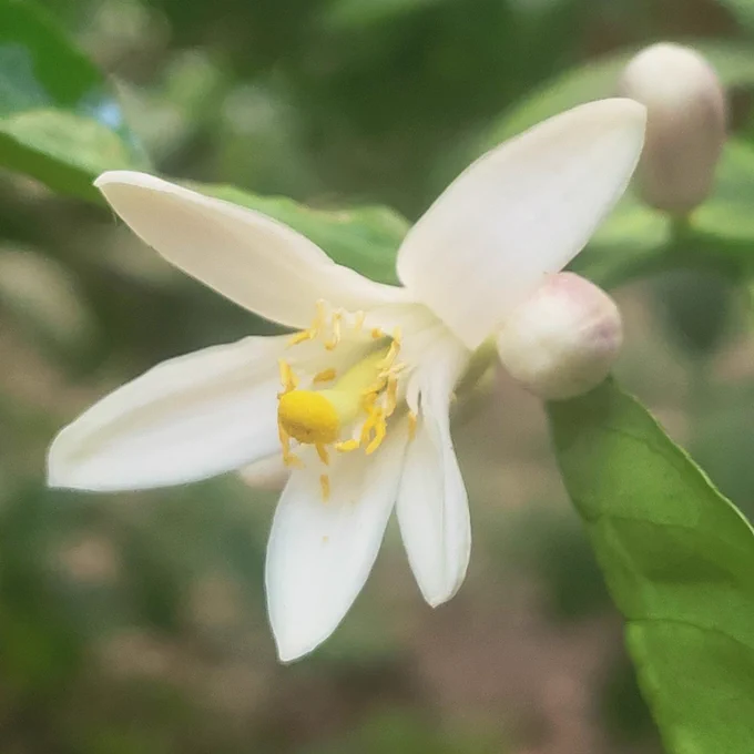 Close-up of a lemon blossom on a branch