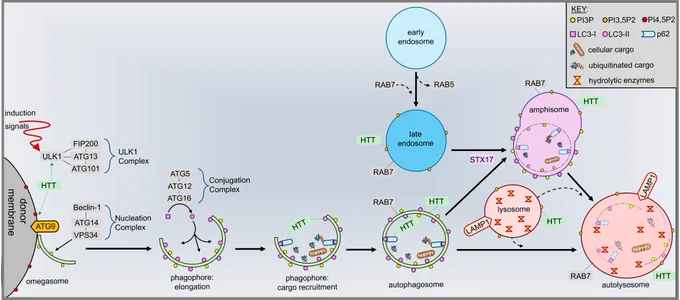 A schematic representation of HTT’s multifunctionality in the autophagy–lysosome pathway. HTT interacts with ULK1, aiding its recruitment to donor membranes containing PI4,5P2 and ATG9, leading to phagophore nucleation, and LC3–I conjugation to LC3–II. HTT can interact with p62 for cargo recruitment of cellular debris, damaged organelles, and ubiquitinated proteins. Subsequently, HTT associates with autophagosomes and late endosomes, likely acting in concert with RAB7 for microtubule–dependent transport to lysosomes following STX17–mediated fusion. Finally, HTT is implicated in lysosome fusion with both autophagosomes and amphisomes for the degradation of cellular cargo.