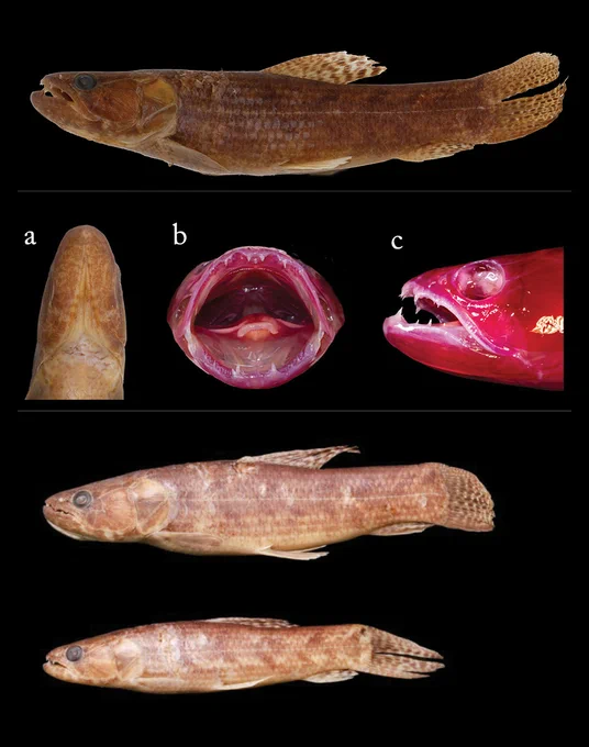 Abreu JMS, Silva Pedroza W, Oyakawa OT, de Araújo Melo S, Tchaicka L, Piorski NM (2025) A new species of 𝐻𝑜𝑝𝑙𝑖𝑎𝑠 𝑚𝑎𝑙𝑎𝑏𝑎𝑟𝑖𝑐𝑢𝑠 species complex (Characiformes, Erythrinidae) from Northeastern Brazil. Evolutionary Systematics 9(1): 135-143. https://doi.org/10.3897/evolsyst.9.153695