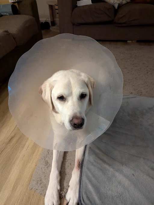Uri blonde lab X Ret in cone of shame 