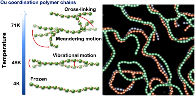 Graphical abstract image for “Structural flexibility and mobility of coordination polymers on Cu(111)” by Waka Nakanishi, Masayuki Takeuchi and Keisuke Sagisaka.

The image shows copper coordination polymer chains and how their behaviour changes as a function of temperature with an increase in temperature from 4 Kelvin to 71 Kelvin resulting in the chains transitioning from frozen to vibrational motion and then meandering motion which then leads to cross-linking.
