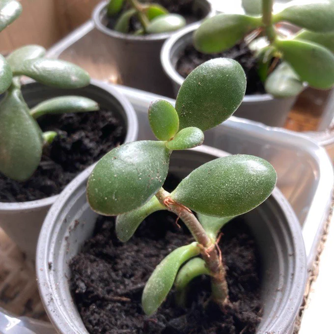 Close up of plants ready to be swapped