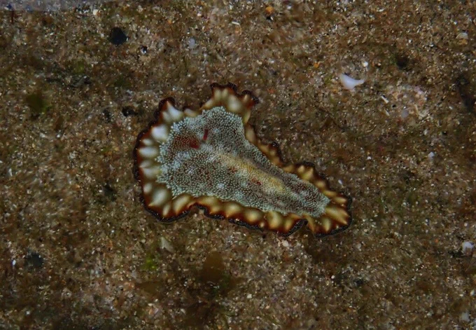 A stunning yellow and brown flatworm with tiny white spots in the middle of its body crawls along a sandy seafloor.