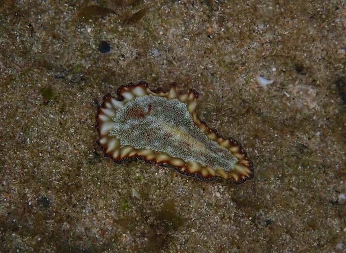A stunning yellow and brown flatworm with tiny white spots in the middle of its body crawls along a sandy seafloor.