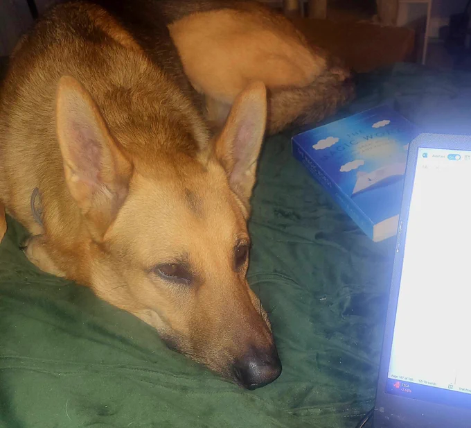 A German Shepherd lays on a bed next to a laptop