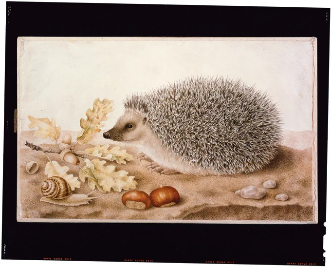 This painting by the 17th-century artist Giovanna Garzoni depicts a hedgehog facing left, its grey prickles rendered in intricate detail, beside a short oak branch, a snail and two chestnuts. The colours are predominantly yellows, greys and browns.