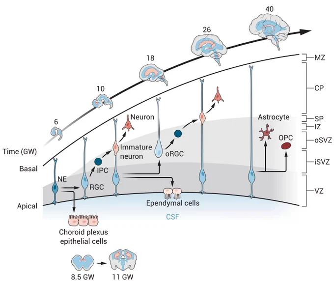 https://www.science.org/doi/10.1126/scitranslmed.adq1810