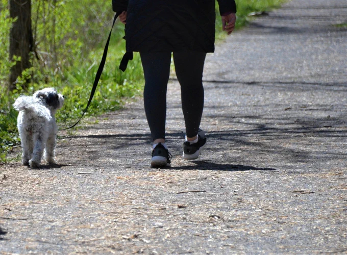 A person walking a small dog on a leash along a paved path. The person is wearing dark leggings, trainers, and a black jacket. The dog has white fur and is walking beside the person. The surroundings include green foliage and trees, indicating an outdoor setting such as a park or trail.