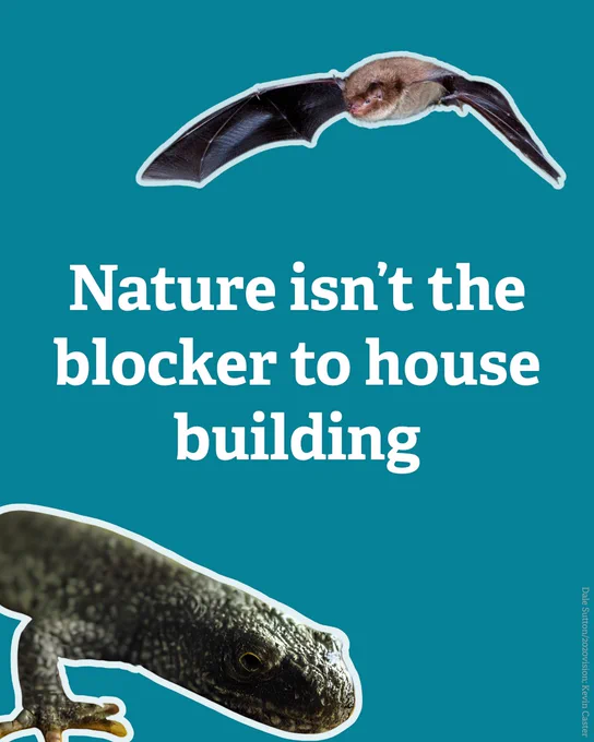 Cut outs of a great crested newt and a bat on a teal background. Text reads Nature isn't the blocker to house building
