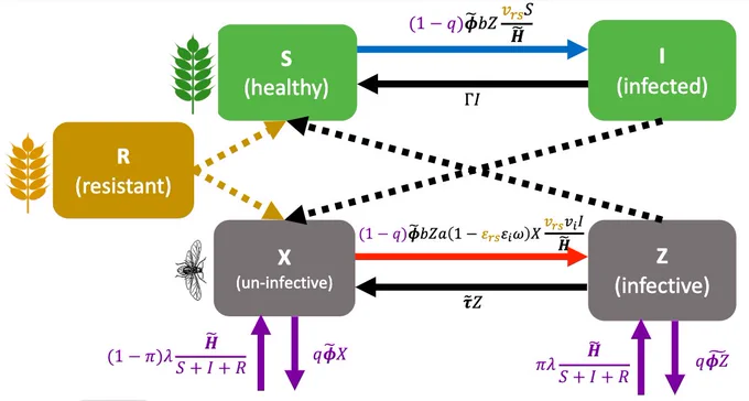 Diagram of the compartments in my mathematical disease model and the rates at which individuals flow between them. Compartments are healthy plants, infected plants, resistant (companion plants), un-infective aphids and infective aphids.