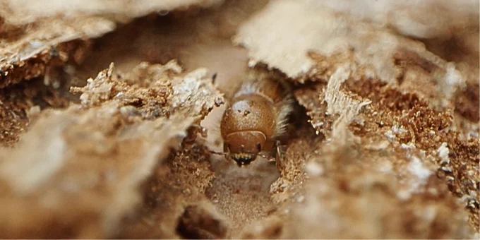 Ips typographus on a piece of bark.