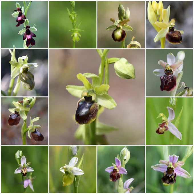 A collage of Ophrys orchid variations seen in Kent during the past decade, representing all four native British species - (l-r, from top left) Fly, Early Spider, Bee, and Late Spider © Jon Dunn