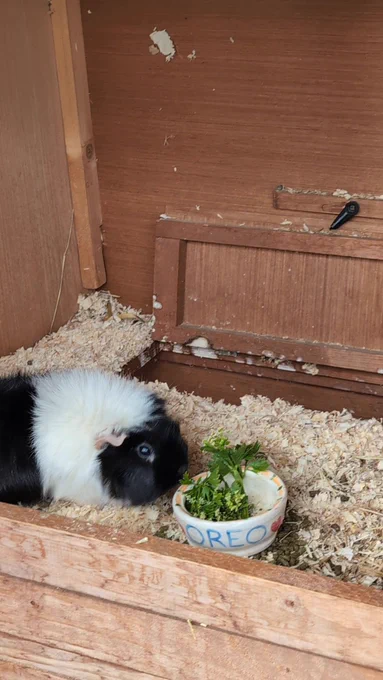 a black and white guinea pig eating out of a bowl