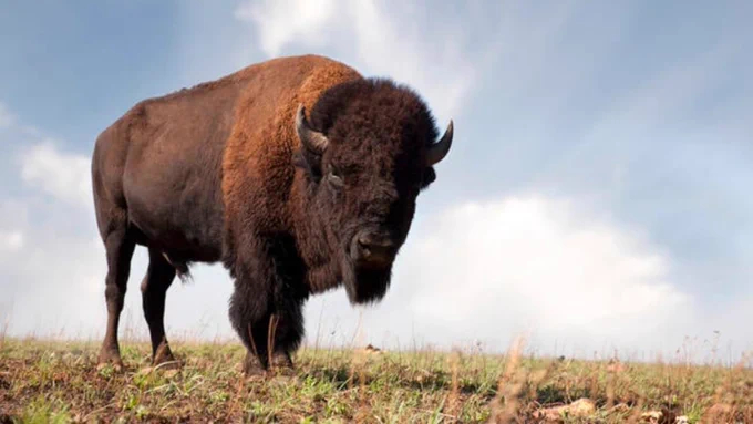 A bison stands on a grassy hill under a cloudy sky.