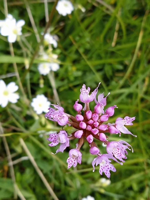 Globe orchid Vallon de Combeau