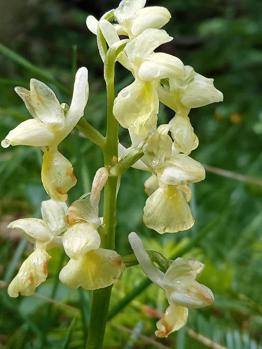 Orchis pallens Col Menee 