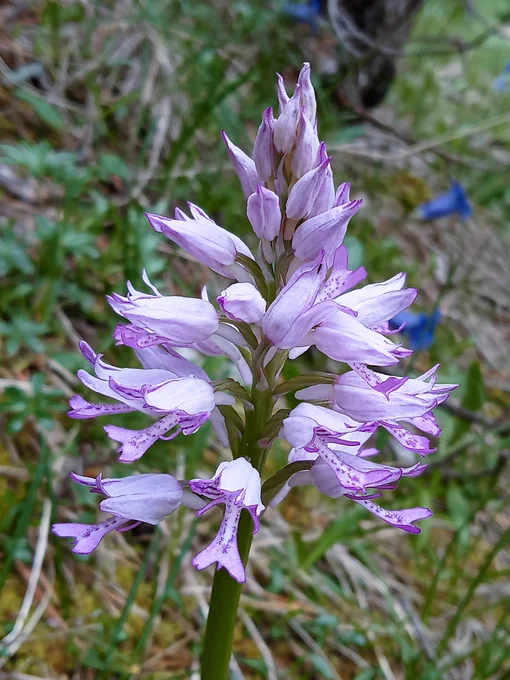 Military orchid Vallon de Combeau 