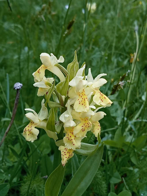 Elder flowered orchid Dactylorhiza sambucina Vallon de Combeau 