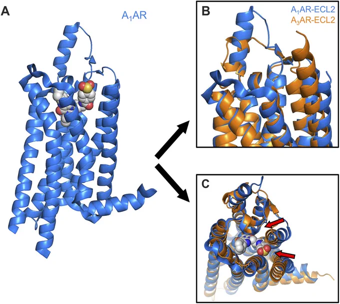 A graphical abstract image for the paper "Enhancing binding affinity predictions through efficient sampling with a re-engineered BAR method: a test on GPCR targets" showing protein structures.