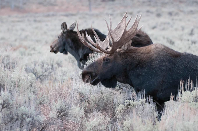 A bull and a cow moose standing in a field.