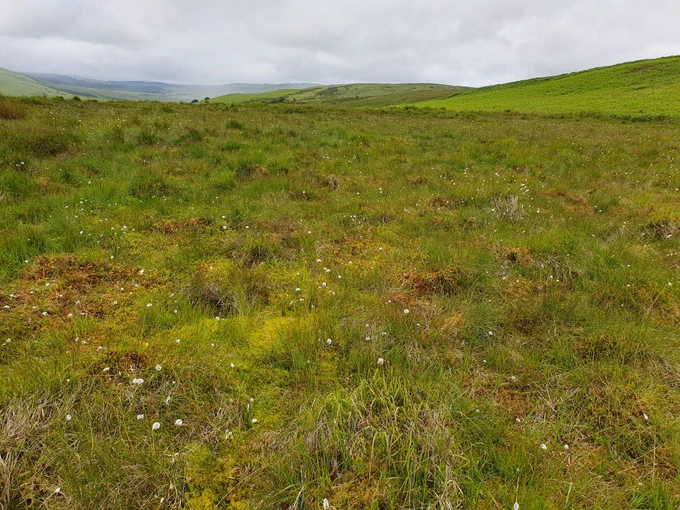 A peat bog speckled with the white flowers of cottongrass, green areas of Sphagnum moss and grasses
