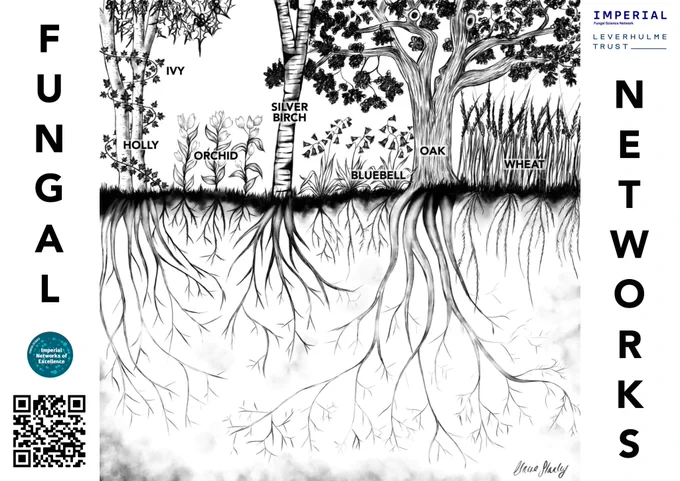A drawing of various plants and trees, with each plant labelled with its name. The words "Fungal Network" are displayed on either side of the drawing in a sans-serif font, and a QR code is located at the bottom left of the image. Scanning this code directs users to the Fungal Science Network's website. 