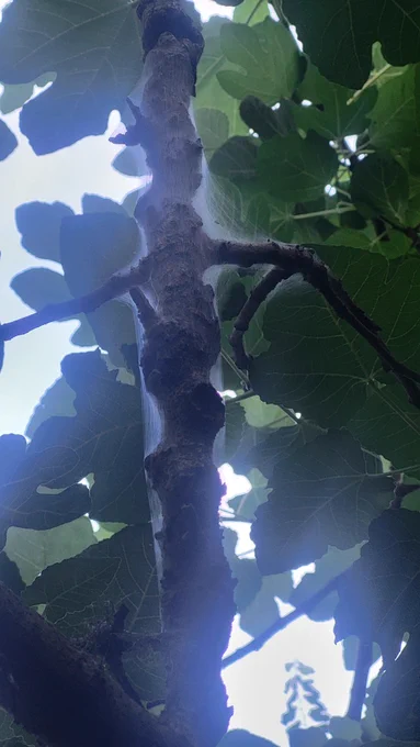 A tree branch surrounded by tent caterpillar silk