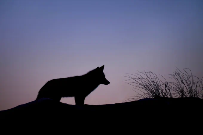 Image of a coyote against a dark blue and purple dusk sky.