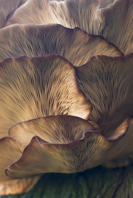 Photo of a mushroom up close.