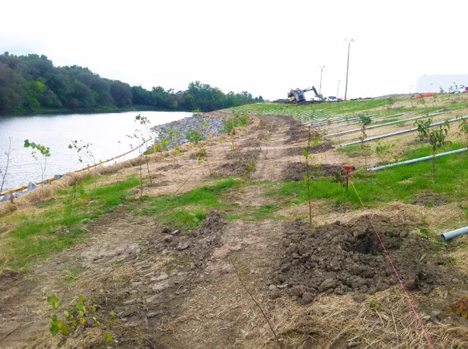 Young trees and erosion control fabric installed along a riverbank as part of a living shoreline and streambank stabilization project using bioengineering techniques.