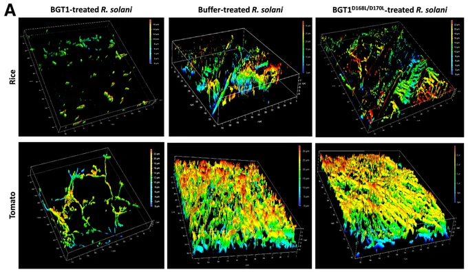 Confocal microscopic analysis of WGA-FITC stained rice and tomato leaves, infected with BGT1-treated, buffer-treated, and BGT1D168L/D170L-treated R. solani sclerotia. The colored index bar on the z axis represents the depth of host penetration. 