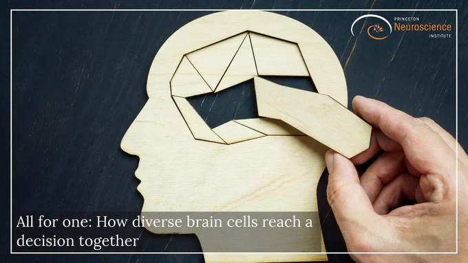 Wooden puzzle of human brain, with the following text overlaid: "All for one: How diverse brain cells reach a decision together" 