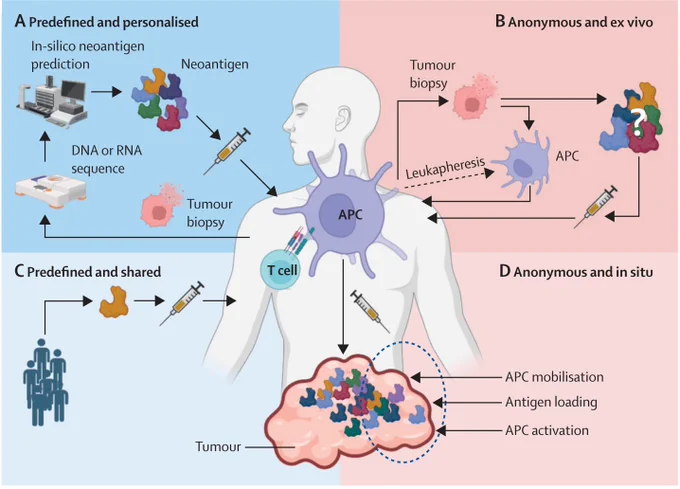 Figure: Types of therapeutic cancer vaccines. APCs=antigen-presenting cells. Full figure description in the paper.