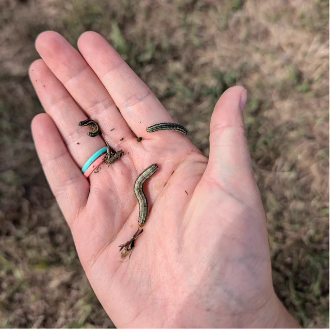 Caterpillars found damaging a brome field. Infestations can often include multiple species and multiple life stages (Tina Sullivan).