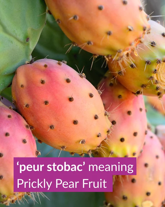 Nahaufnahme von leuchtend orange-roten Kaktusfeigen mit kleinen Stacheln. Im Bild steht das gälische Wort „peur stobac“, das „Kaktusfeige“ bedeutet.