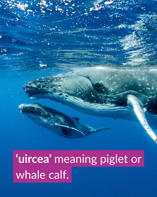 Zwei Wale, ein ausgewachsener Wal und ein Kalb, schwimmen im blauen Ozean. Im Vordergrund ist das gälische Wort „uircea“ eingeblendet, das "Walkalb" bedeutet.