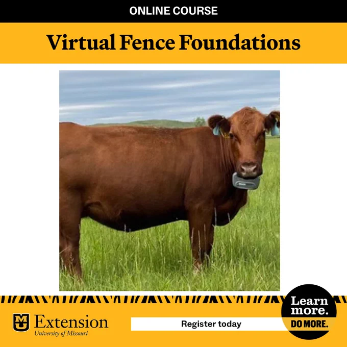 A brown cow in a field wearing a collar that monitors its movements. Text says "Online course: Virtual Fence Foundations"